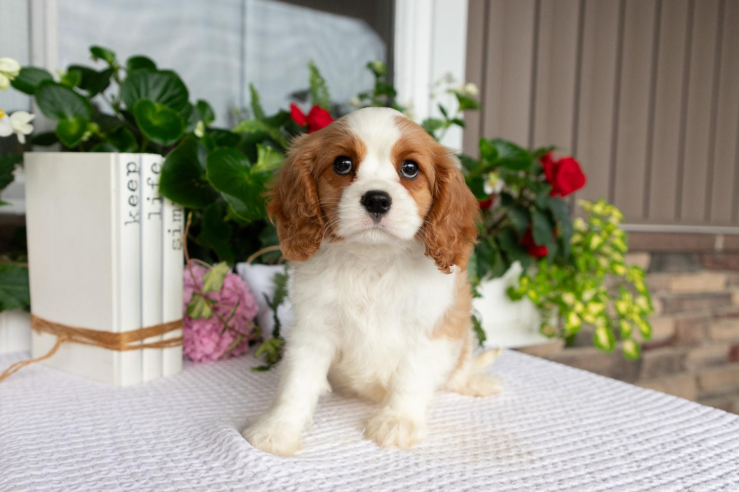 Cavalier King Charles Spaniel Male (Kaden)