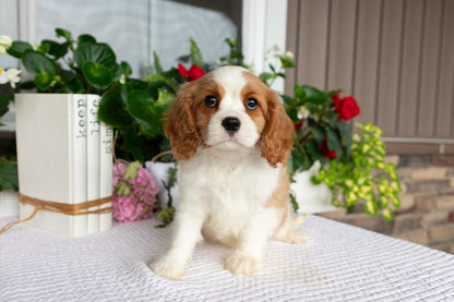 Cavalier King Charles Spaniel Male (Kaden)