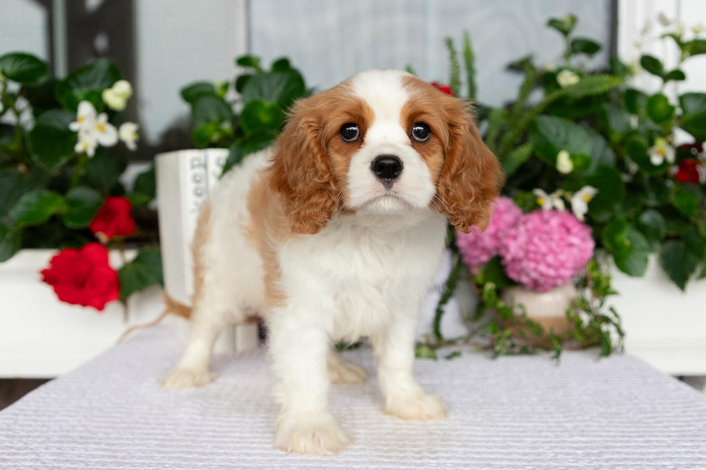 Cavalier King Charles Spaniel Male (Kaden)