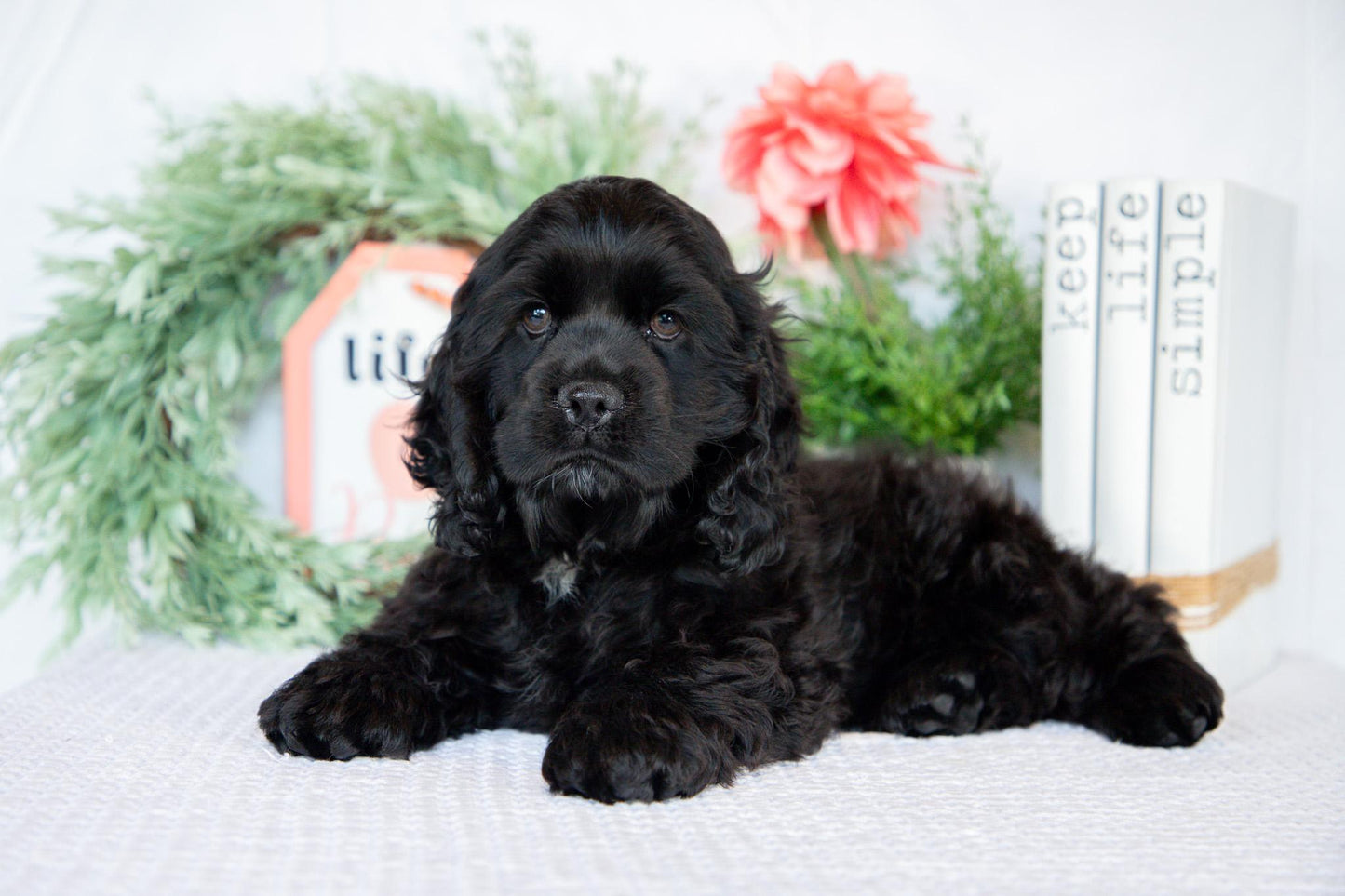 Cocker Spaniel Male (Max)