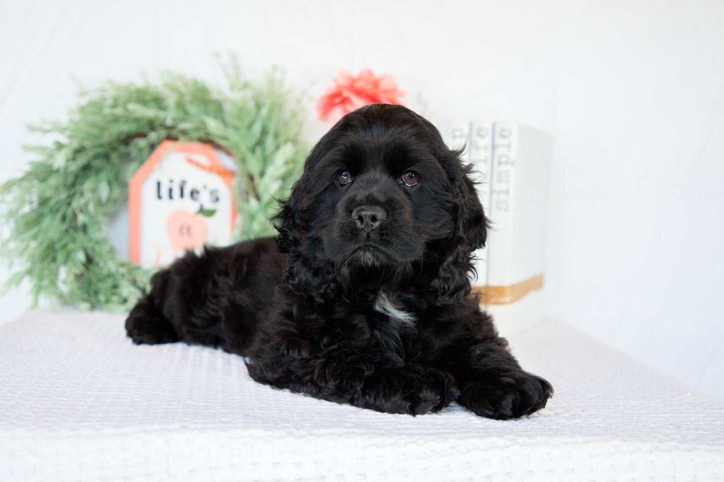Cocker Spaniel Male (Max)
