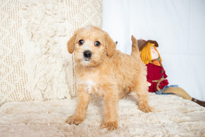 Kallie-Schnoodle Female