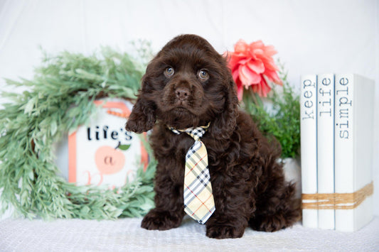 Cocker Spaniel Male (Milo)