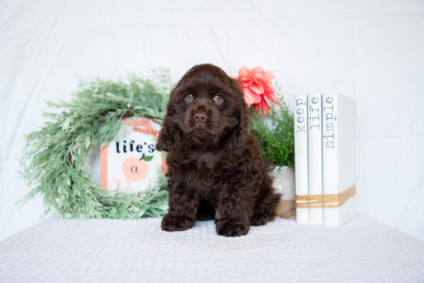 Cocker Spaniel Male (Milo)