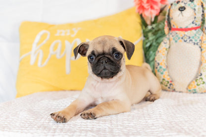 Pug Female (Betsy)