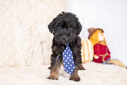 Calvin-Schnoodle Male