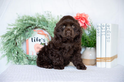 Cocker Spaniel Male (Milo)