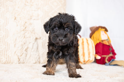 Calvin-Schnoodle Male