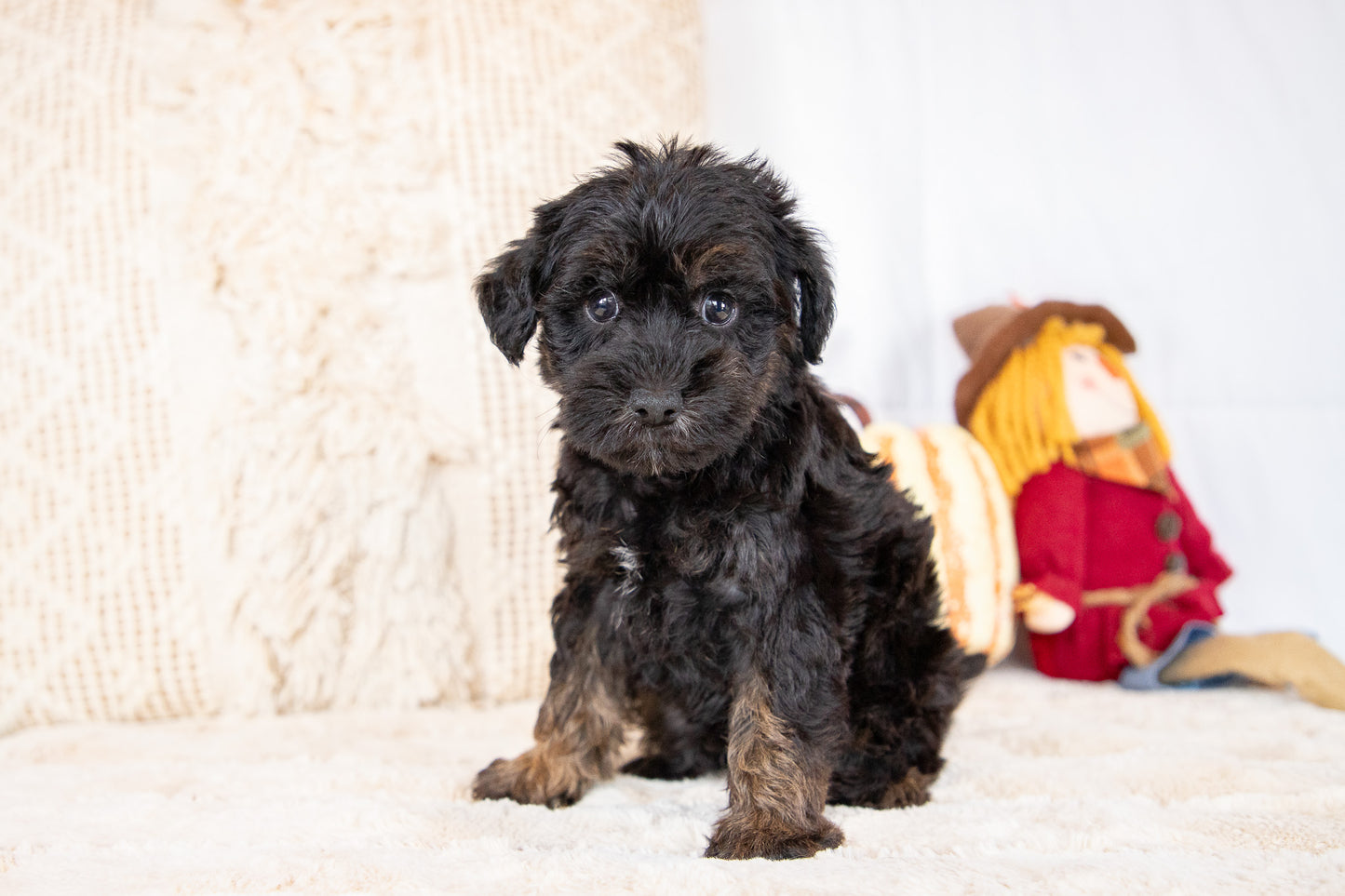 Calvin-Schnoodle Male