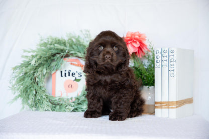 Cocker Spaniel Male (Milo)