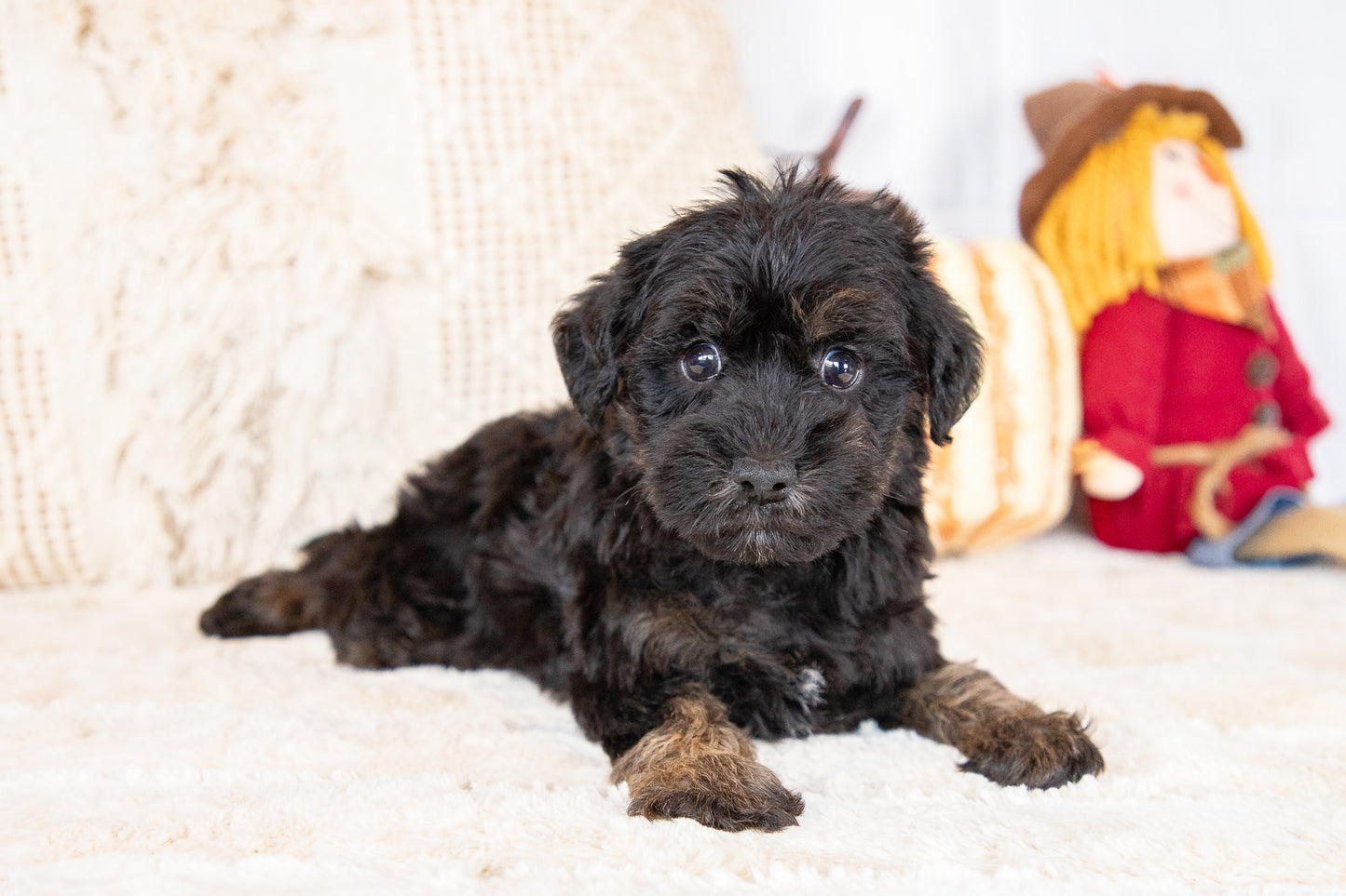 Calvin-Schnoodle Male