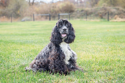 Riley-Cocker Spaniel Female