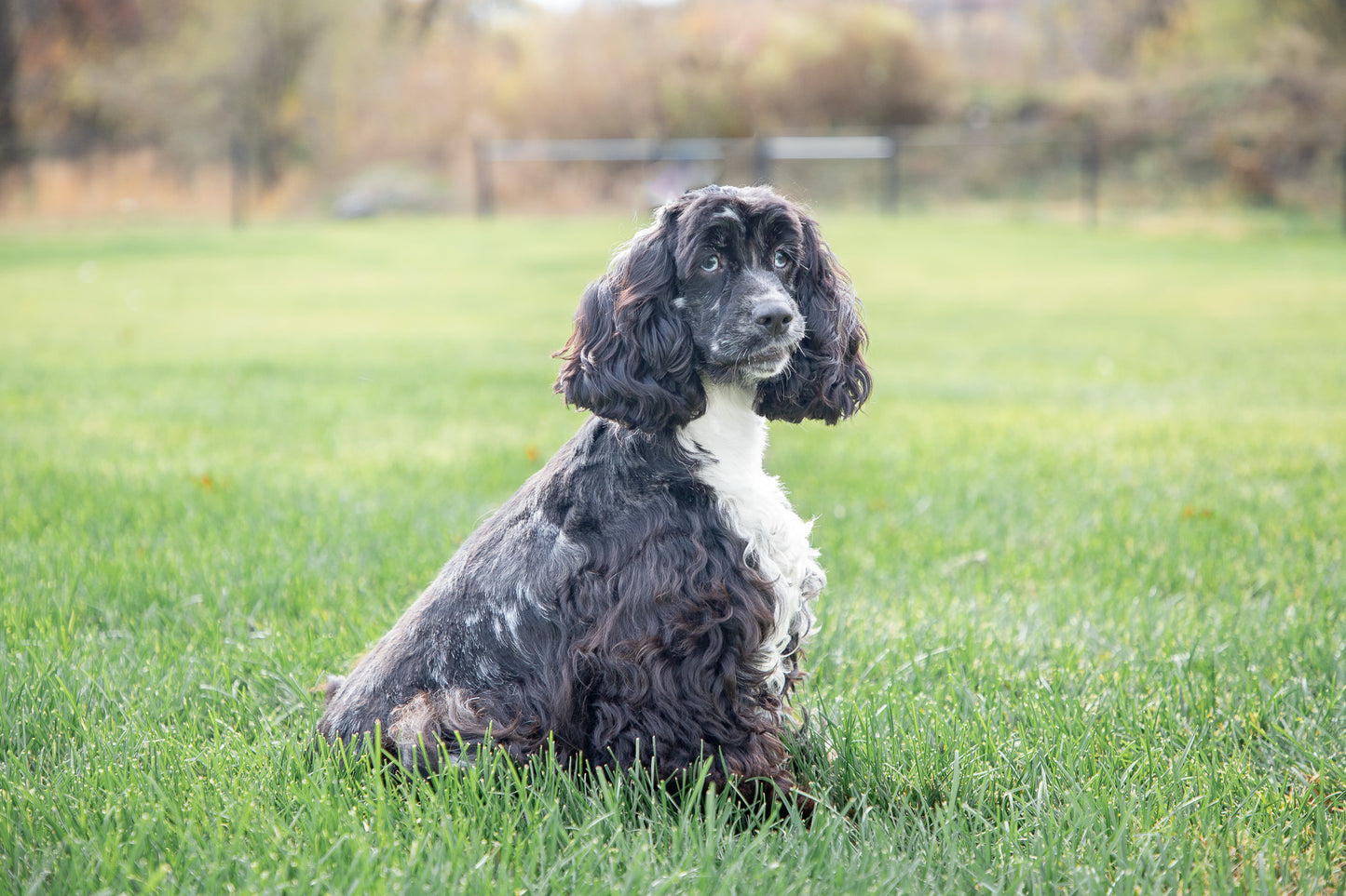 Riley-Cocker Spaniel Female