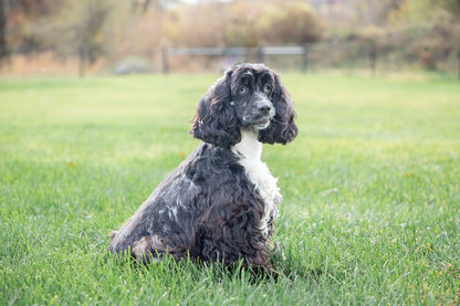 Riley-Cocker Spaniel Female