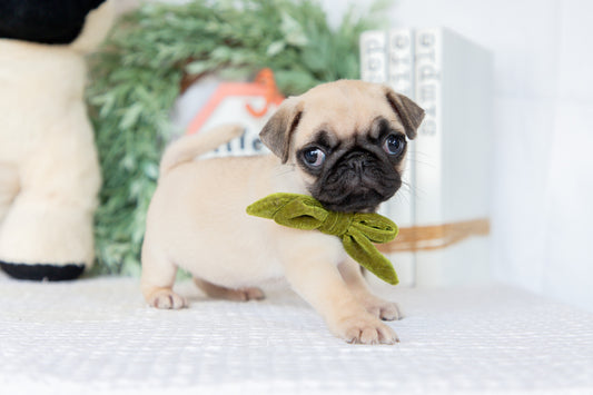 Pug Female (Mattie)