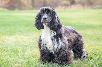 Riley-Cocker Spaniel Female