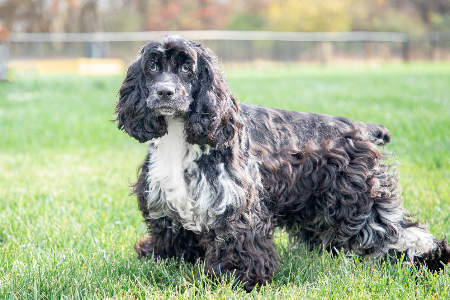 Riley-Cocker Spaniel Female