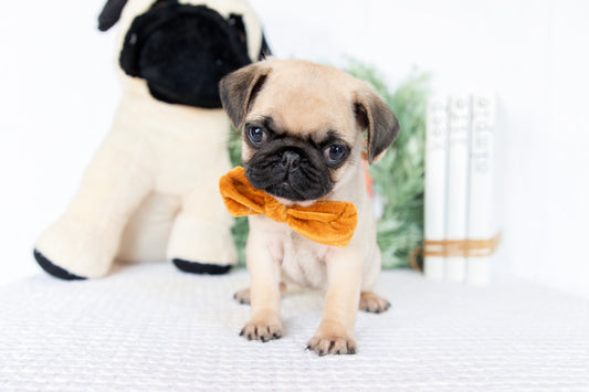 Pug Female (Missy)