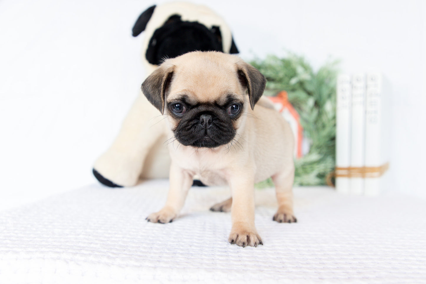 Pug Female (Missy)