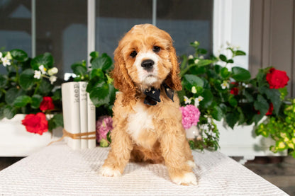 Cocker Spaniel Female (Alina)
