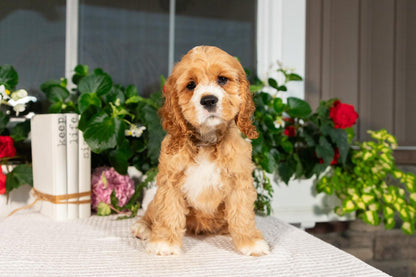 Cocker Spaniel Female (Alina)