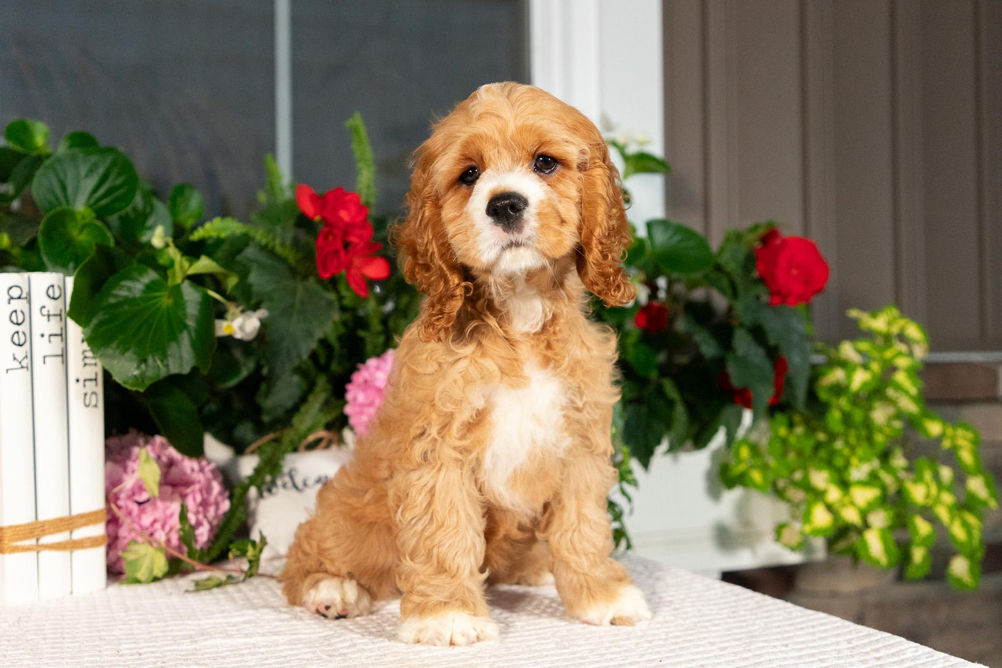 Cocker Spaniel Female (Alina)