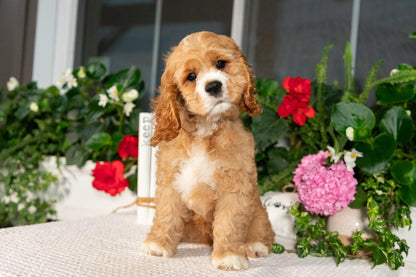 Cocker Spaniel Female (Alina)