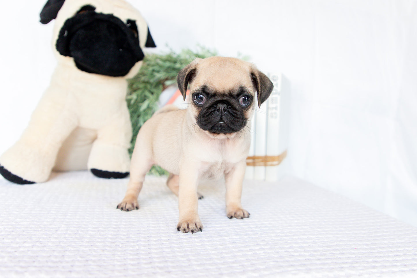 Pug Female (Missy)