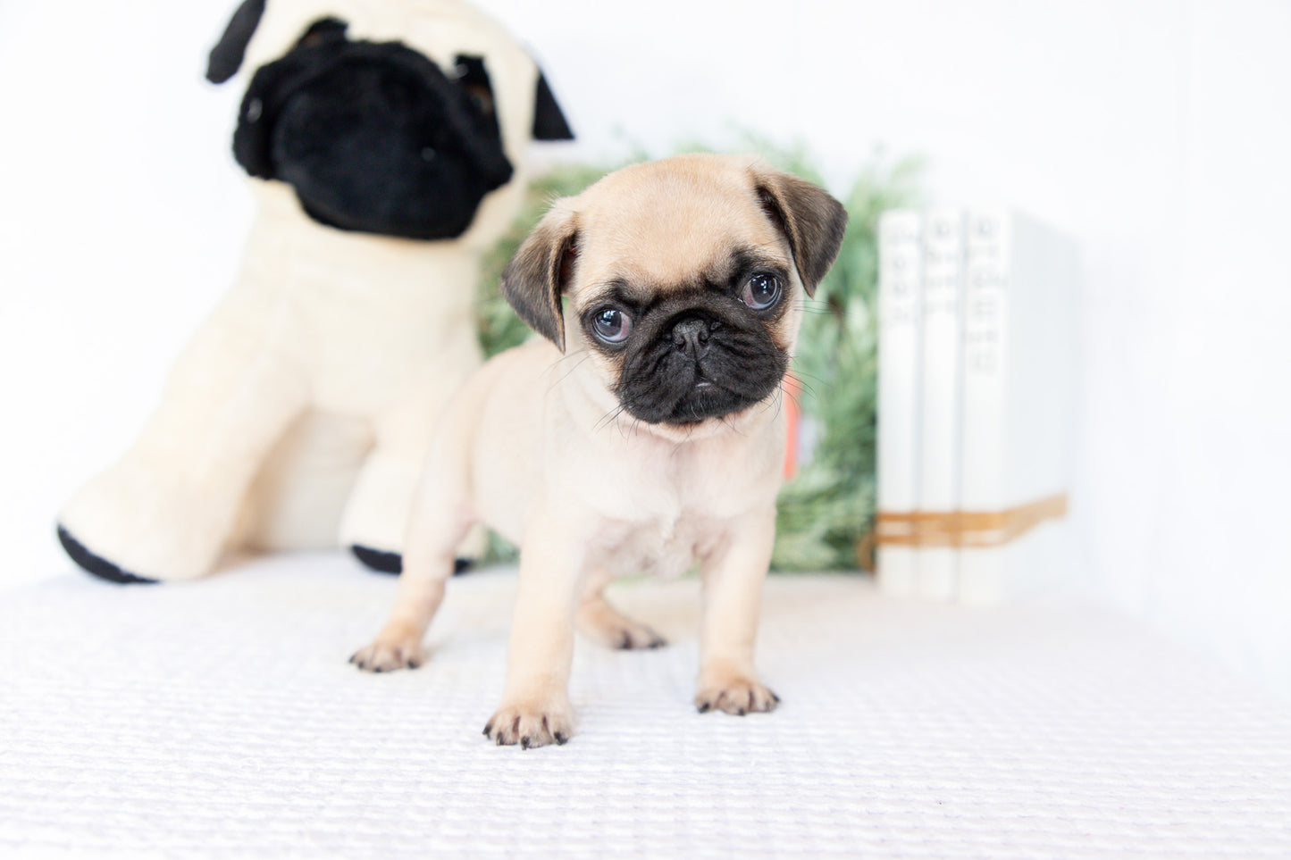Pug Female (Missy)