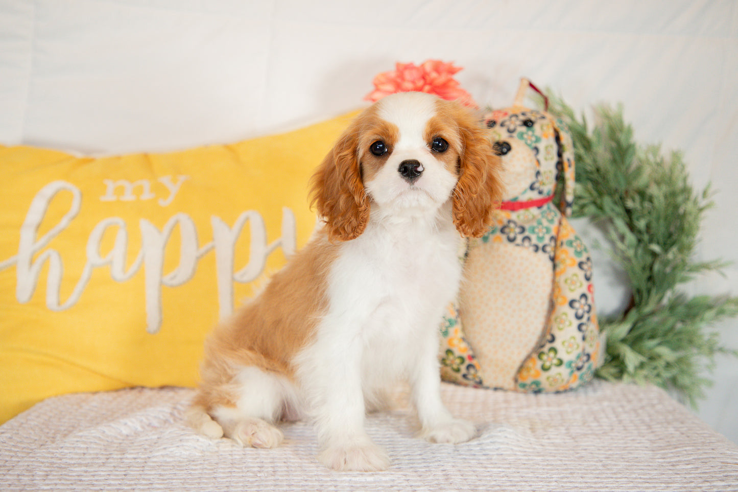 Cavalier King Charles Spaniel Female (Amara)