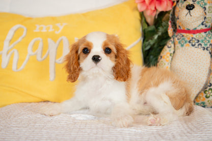 Cavalier King Charles Spaniel Female (Amara)