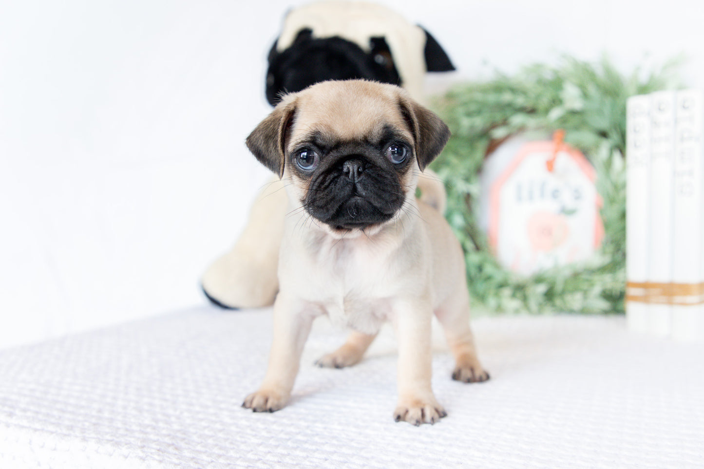 Pug Female (Missy)