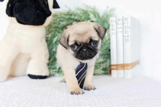 Pug Male (Milan)