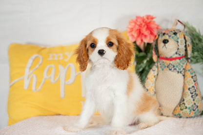 Cavalier King Charles Spaniel Female (Amara)
