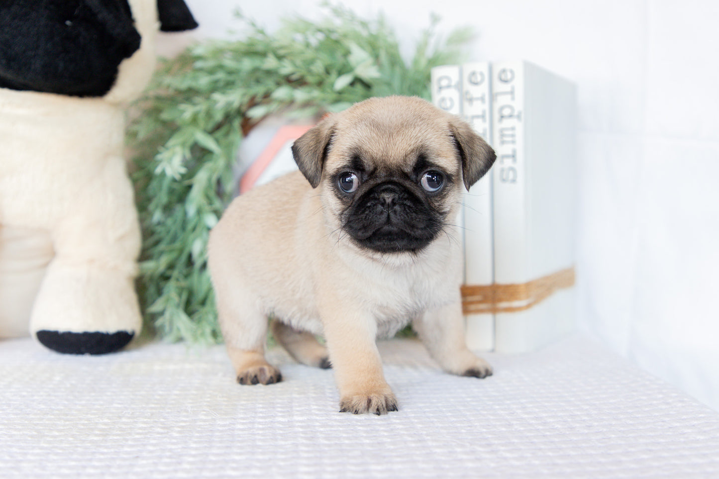 Pug Male (Milan)