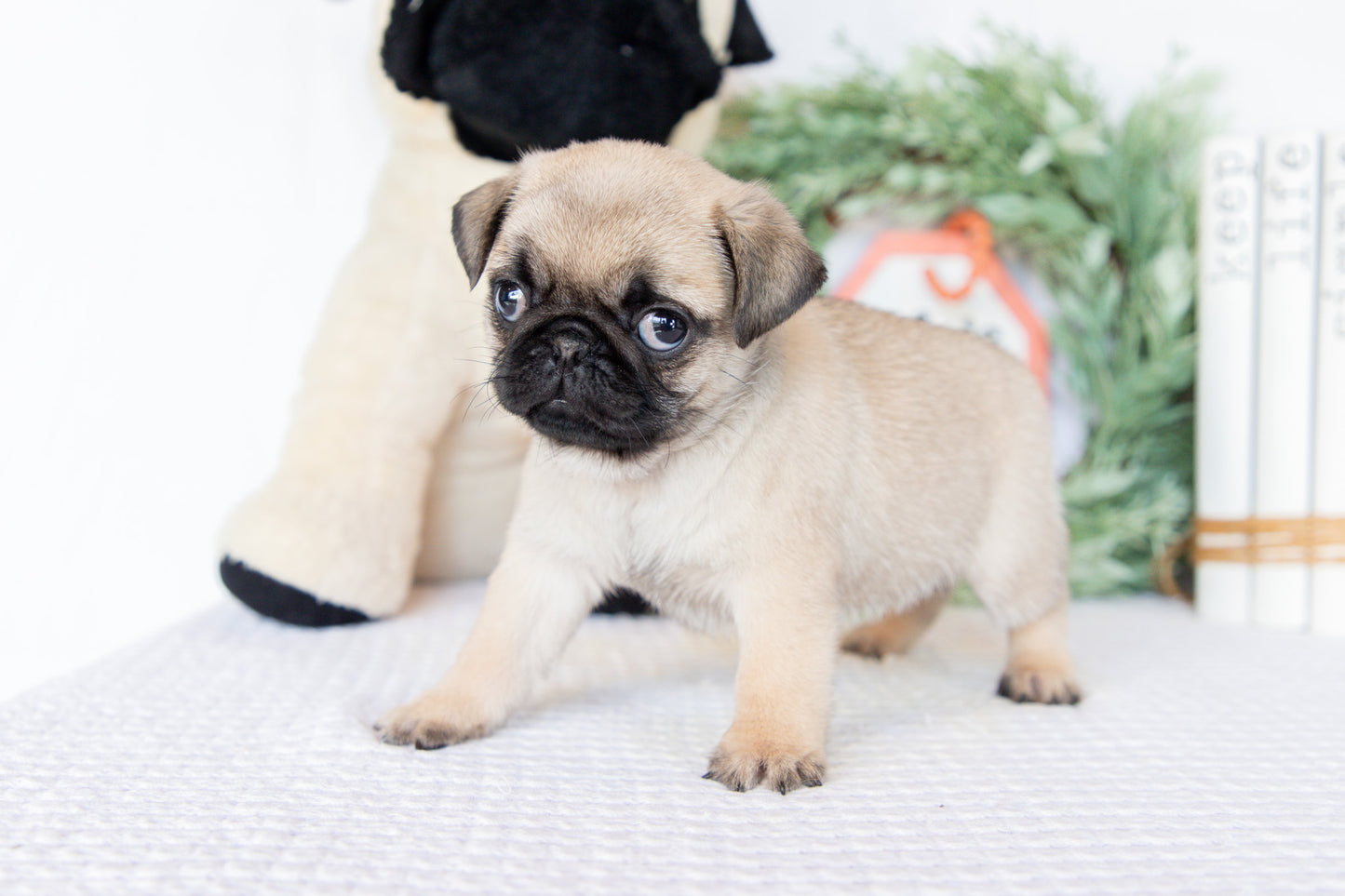 Pug Male (Milan)