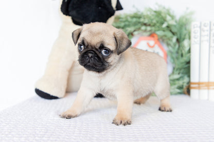 Pug Male (Milan)
