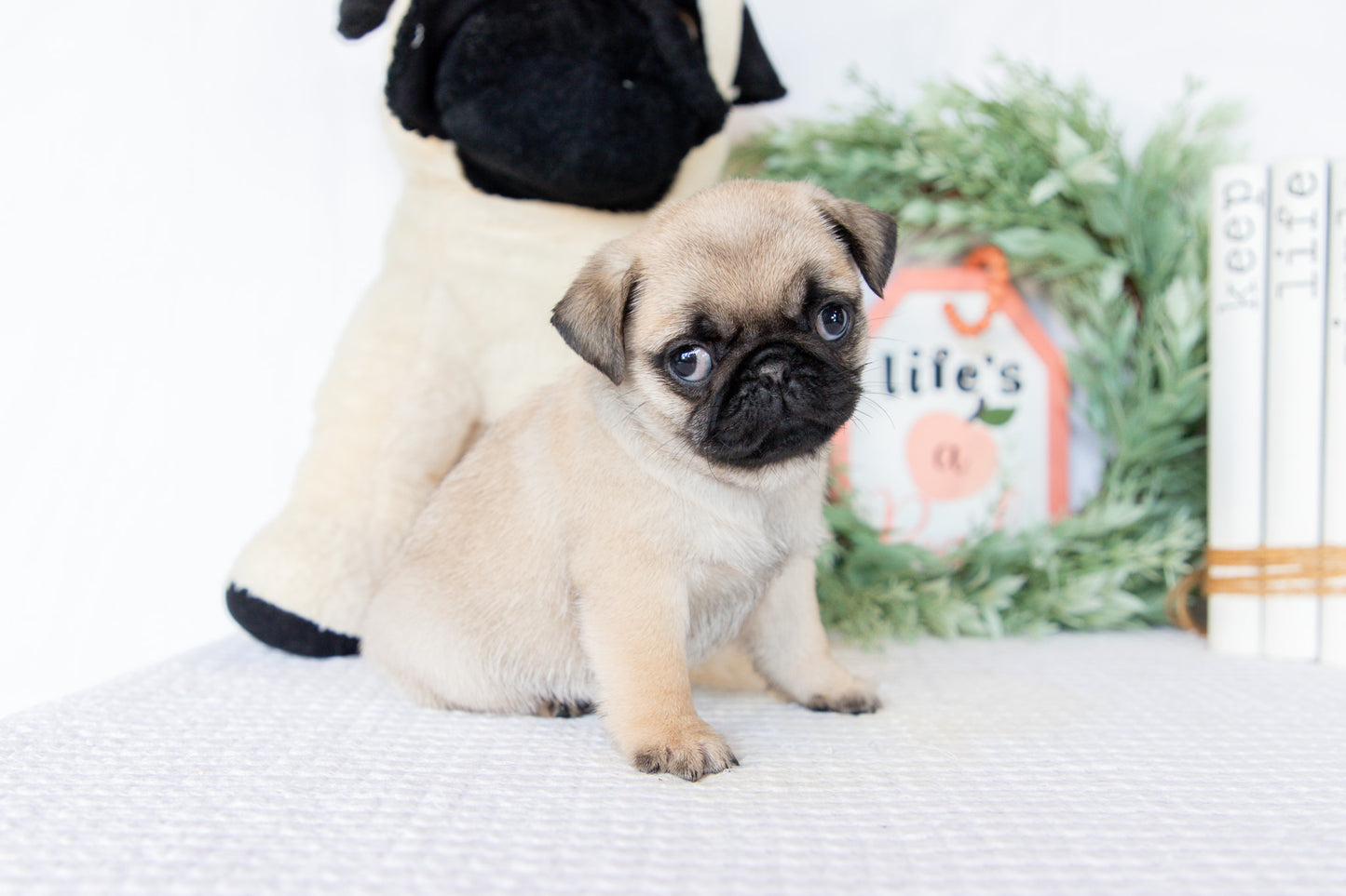 Pug Male (Milan)