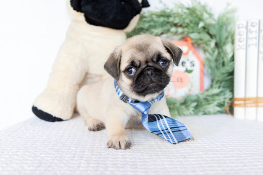 Pug Male (Monroe)