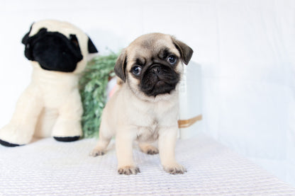 Pug Male (Monroe)