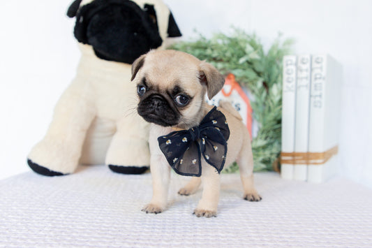 Pug Female (Mary)