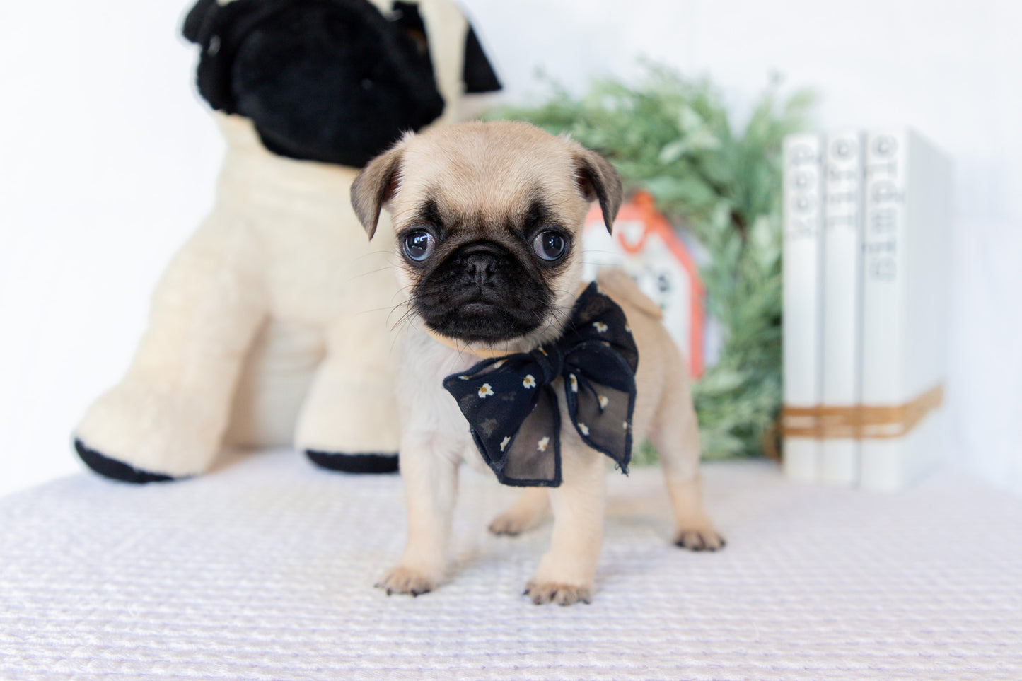 Pug Female (Mary)