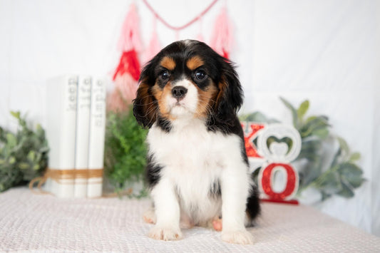 Cavalier King Charles Male (Jordy)