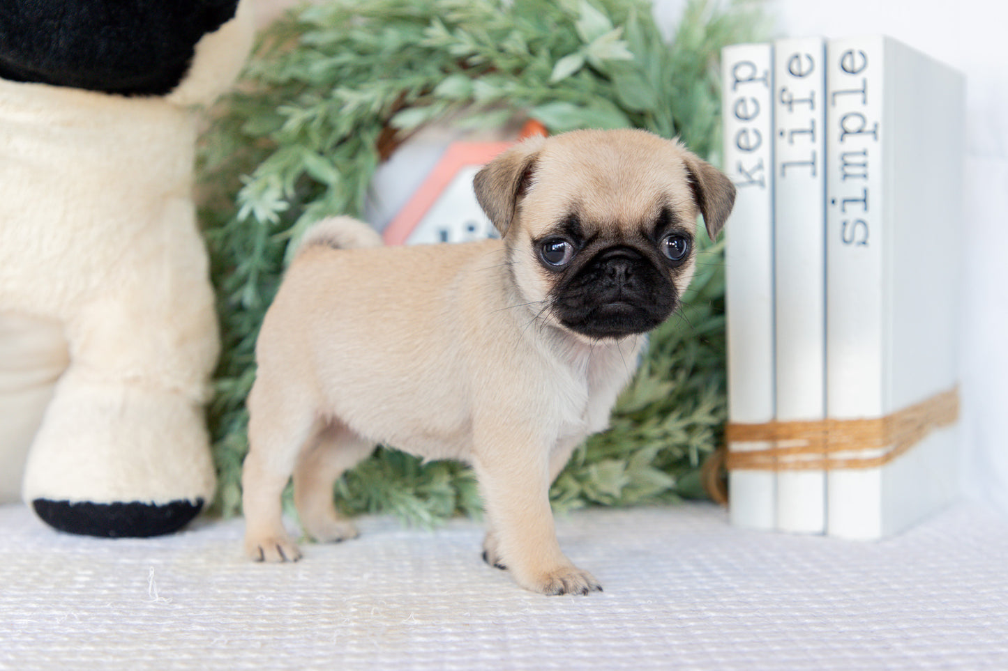 Pug Female (Mary)