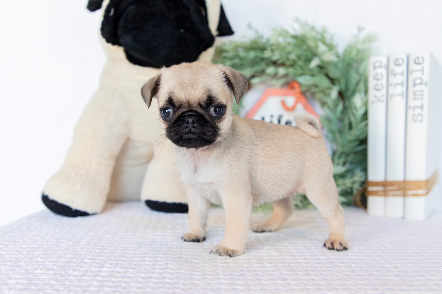 Pug Female (Mary)