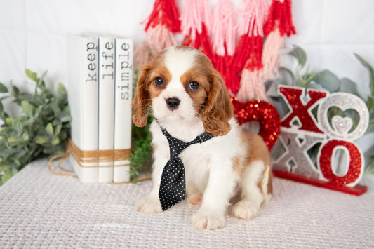 Cavalier King Charles Male (Lincoln)
