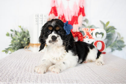 Cocker Spaniel Female (Annie)