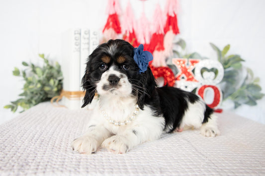 Cocker Spaniel Female (Annie)