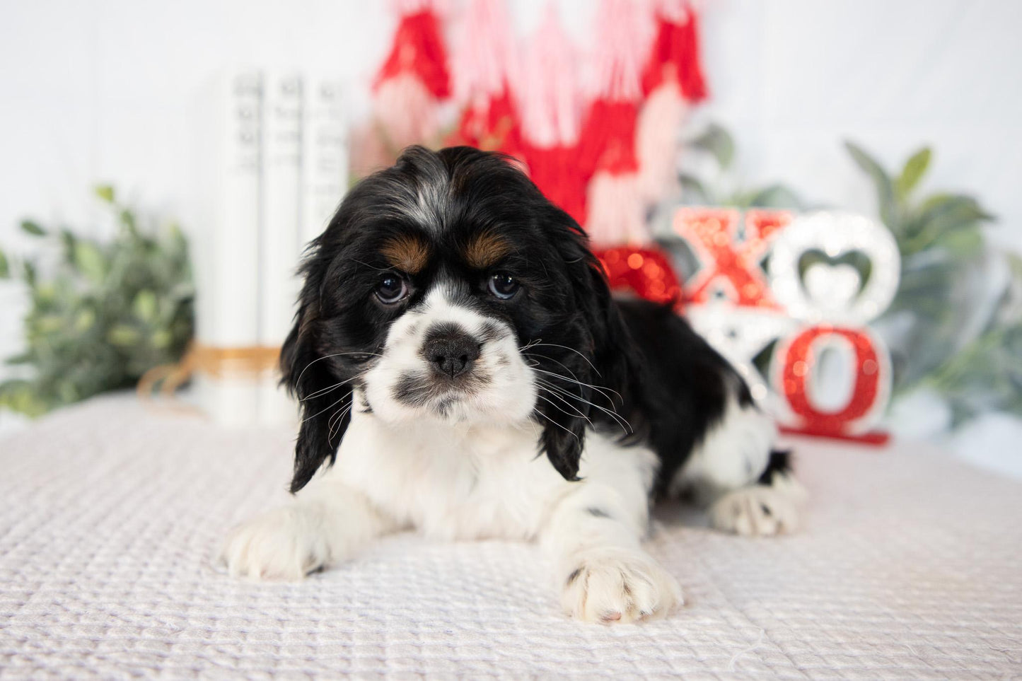 Cocker Spaniel Female (Annie)