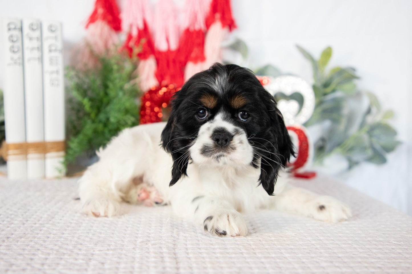 Cocker Spaniel Female (Annie)